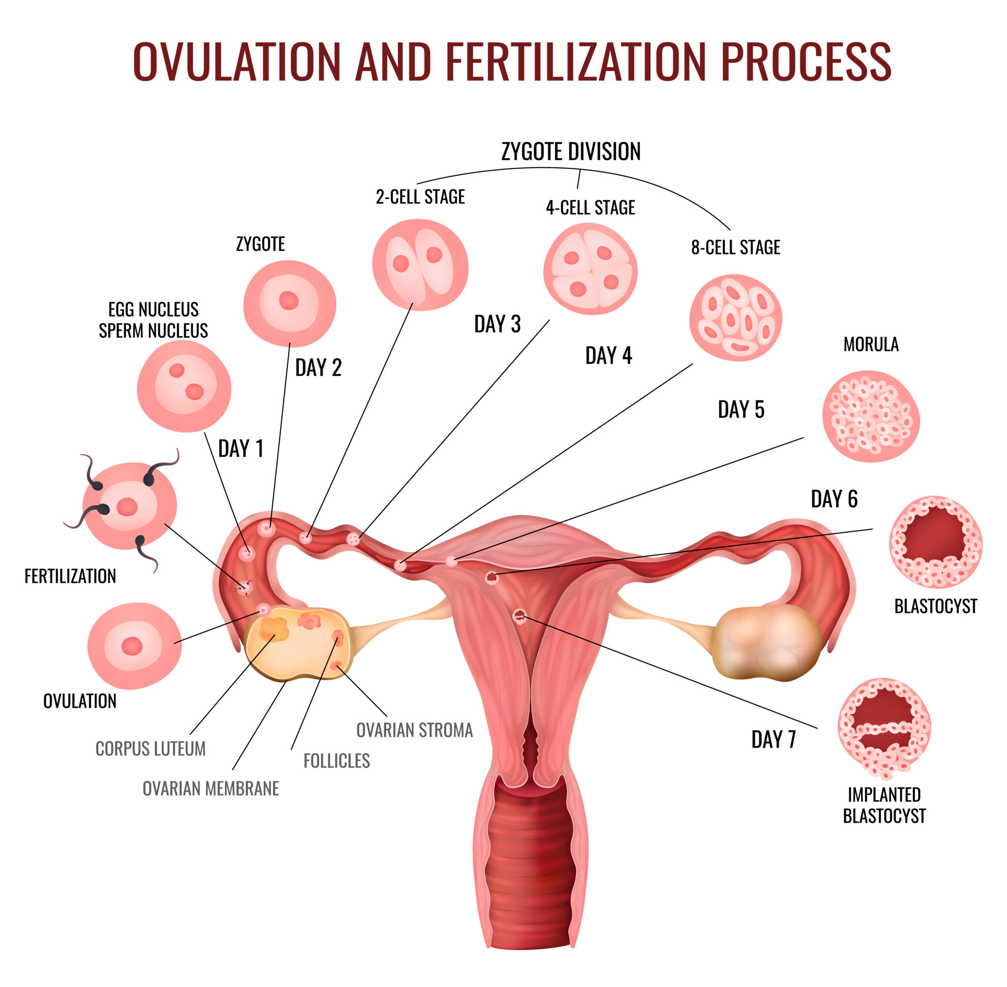 Ovulation Cycle - femcare